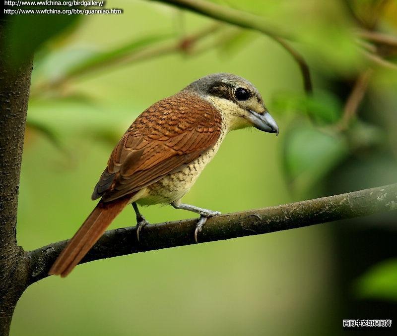 ���Ʋ��ͣ�����