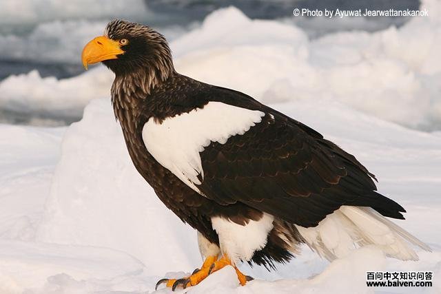 虎头海雕 虎头海雕的图片