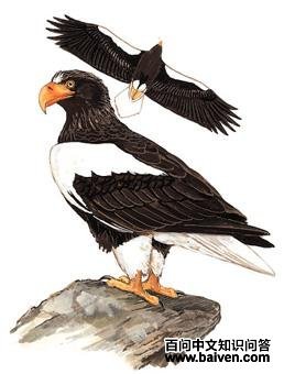 ��ͷ������̬����ͼ