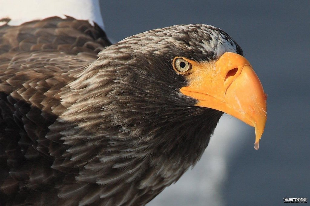 ��ͷ���񣺳���ͷ����д