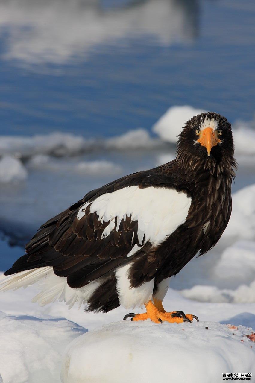 ��ͷ����