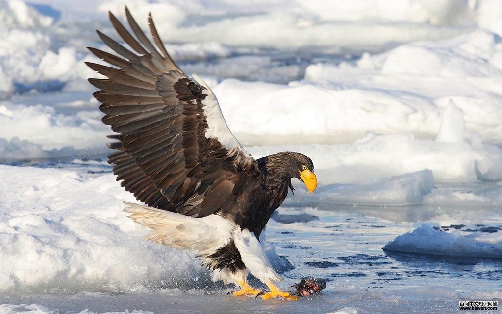 ��ͷ����