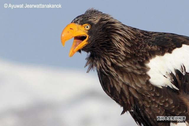 ��ͷ����