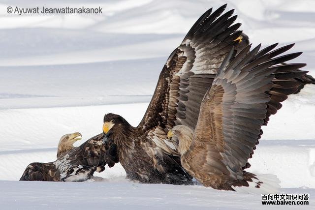 ��ͷ��������