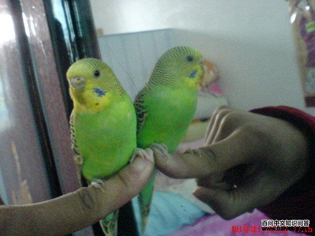 ��Ƥ����