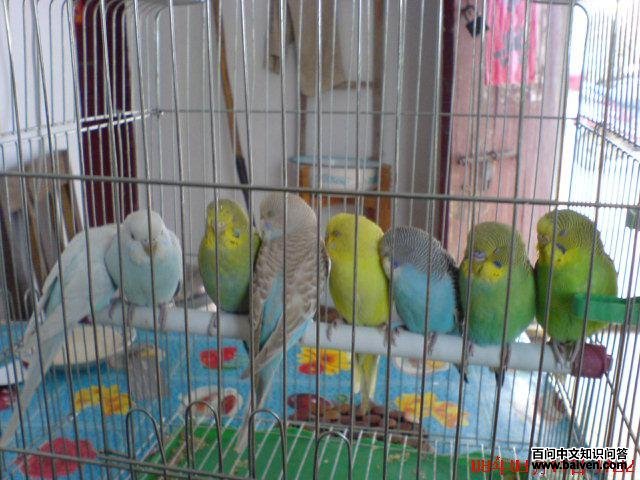 ��Ƥ����