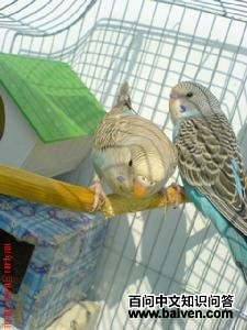 ��Ƥ����