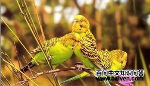 ��Ƥ����