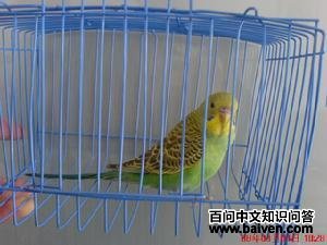 ��Ƥ����