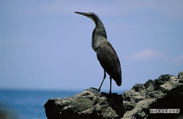虎鹭属 虎鹭属的图片