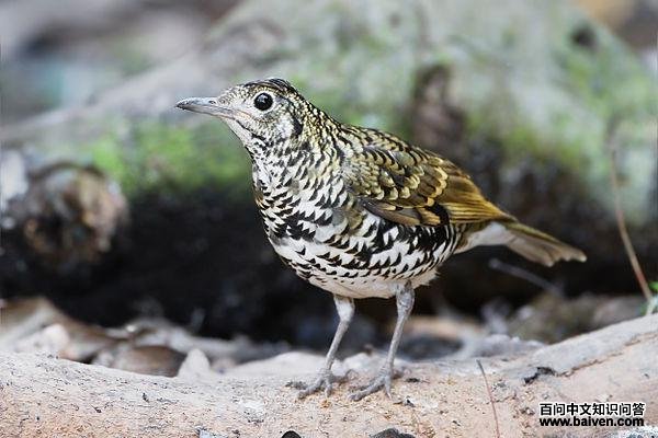 ���ߵ���ͼƬ