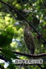 ���ƻ���