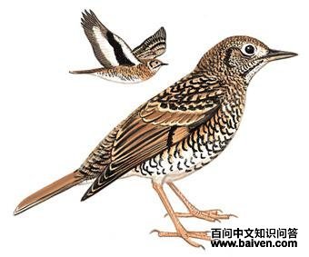 ���ߵ�𴣺��̬����ͼ