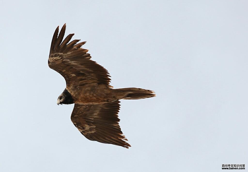 胡兀鹫 胡兀鹫的图片