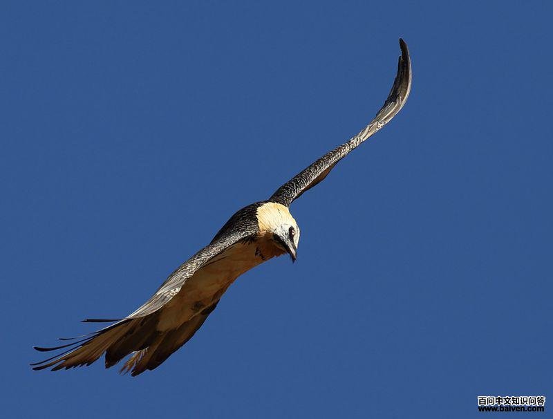 �����еĺ�أ��