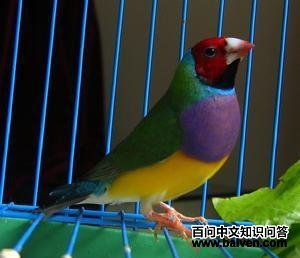 胡锦鸟 胡锦鸟的图片