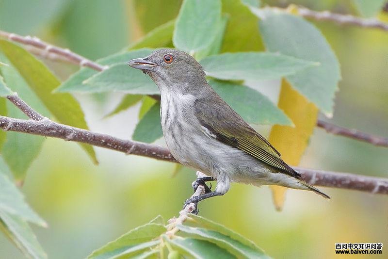 �����Ļ����ͼƬ