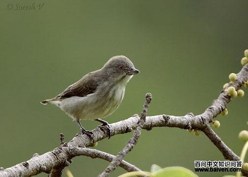 �����Ļ���