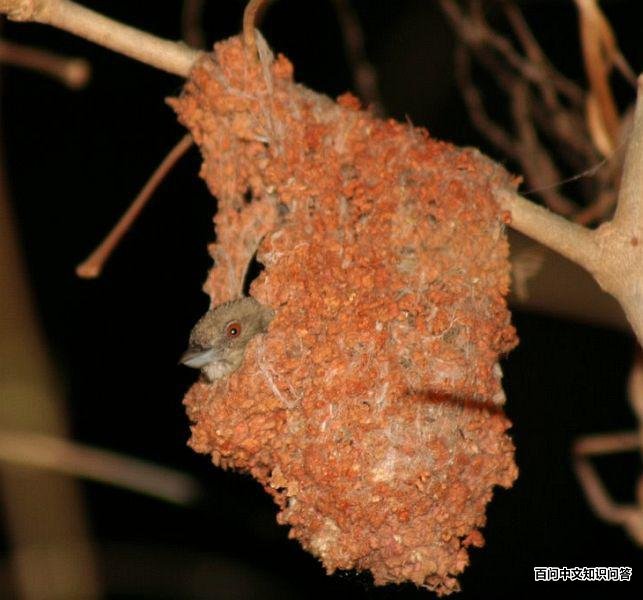 �����Ļ���