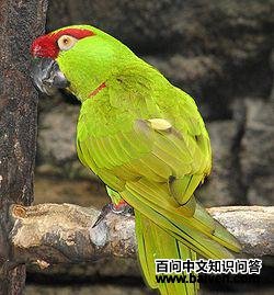 厚嘴鹦哥属 厚嘴鹦哥属的图片