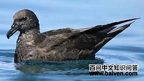 �������׵�ͼƬ