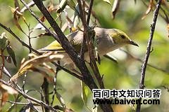 白簇岩吸蜜鸟 白簇岩吸蜜鸟的图片