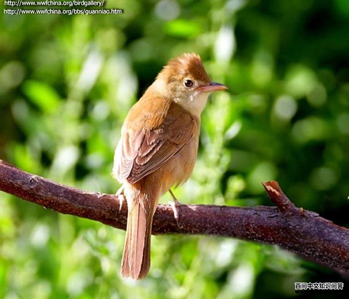 厚嘴苇莺 厚嘴苇莺的图片