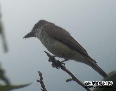 ���������l��ͼƬ