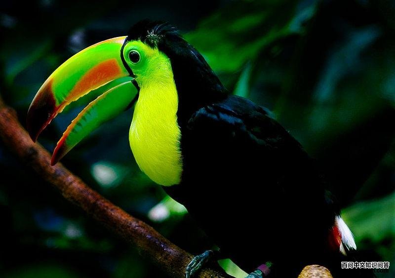 ����������ͼƬ