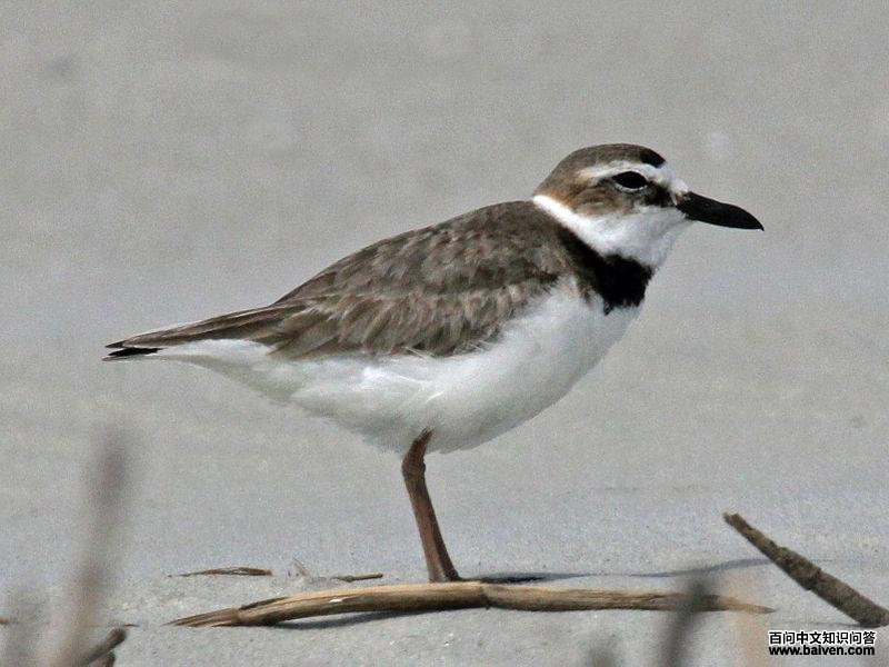 �����a��ͼƬ