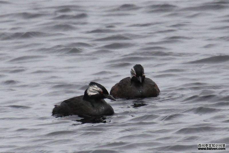白簇鸊鷉 白簇鸊鷉的图片