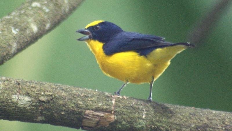 �����ȸ��ͼƬ