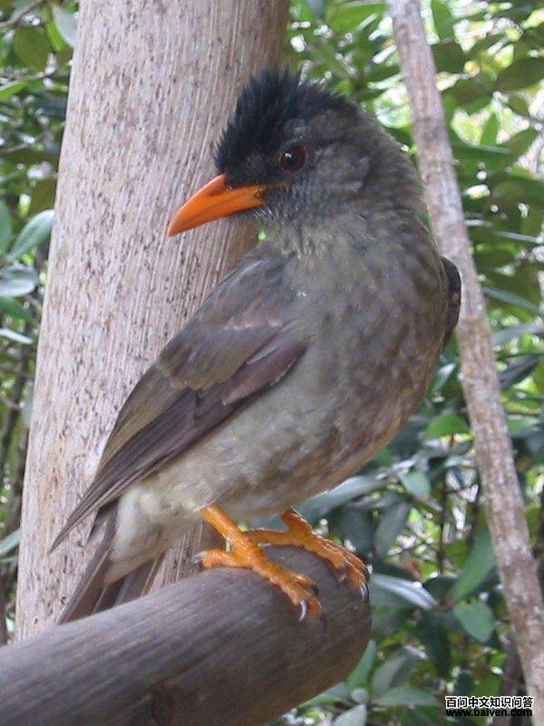 厚嘴短脚鹎 厚嘴短脚鹎的图片