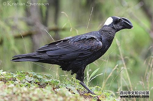 �����ѻ��ͼƬ