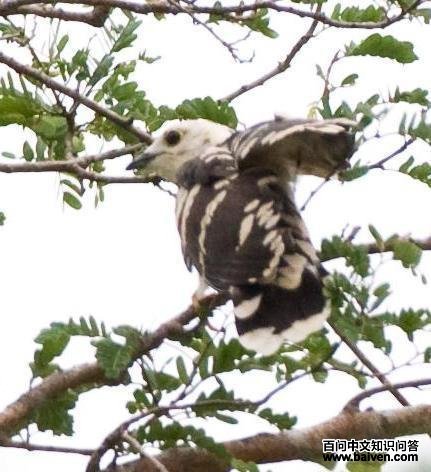 厚嘴杜鹃 厚嘴杜鹃的图片