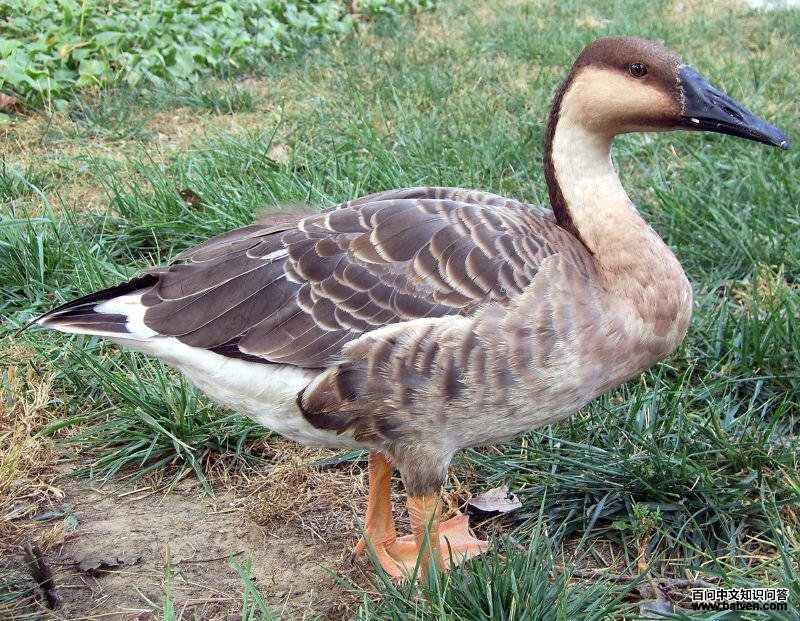 鸿雁 鸿雁的图片