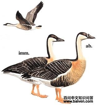 ���㣺��̬����ͼ