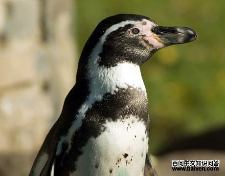 �鱤����ͼƬ