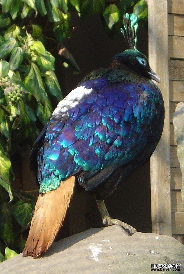 虹雉属 虹雉属的图片