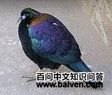 ��β����