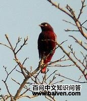 �׳���ɡ��