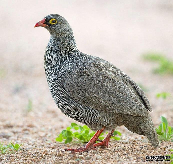 ��������ͼƬ