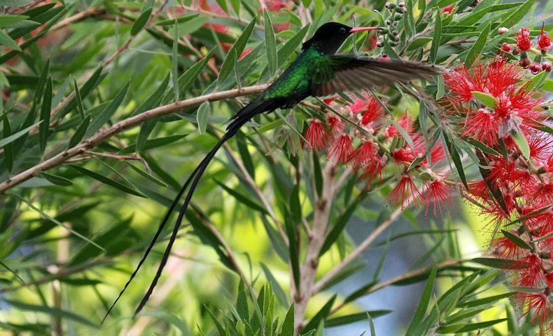 ���쳤β�����ͼƬ