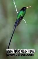 ���쳤β����