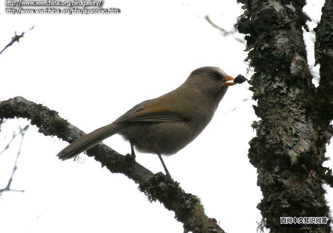 ����ѻȸ����ɫƫ�֡���Ӱ��ү�ӣ�����ص㣺�Ĵ� ����