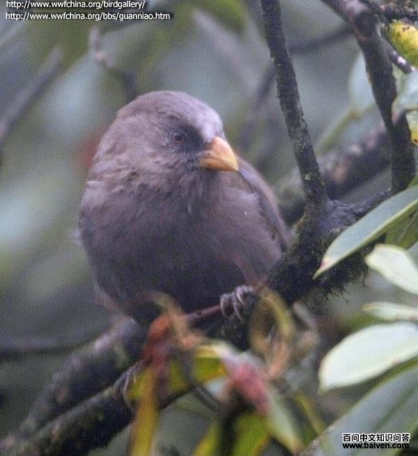 ����ѻȸ����ɫ��ƫ�ϡ���Ӱ����ˮ��ɽ�����Σ�����ص㣺�Ĵ� ��������ɽ