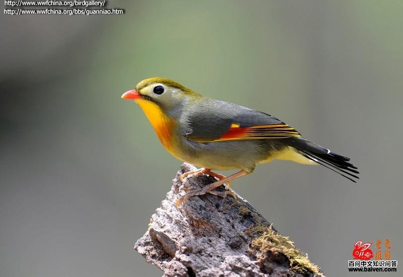 ������˼���ͼƬ