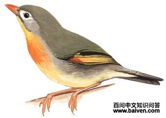 ������˼��