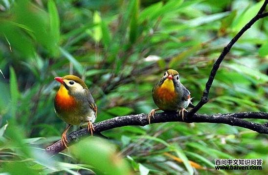 ������˼��