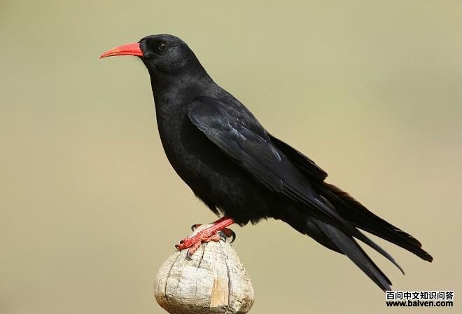 ����ɽѻ��ͼƬ